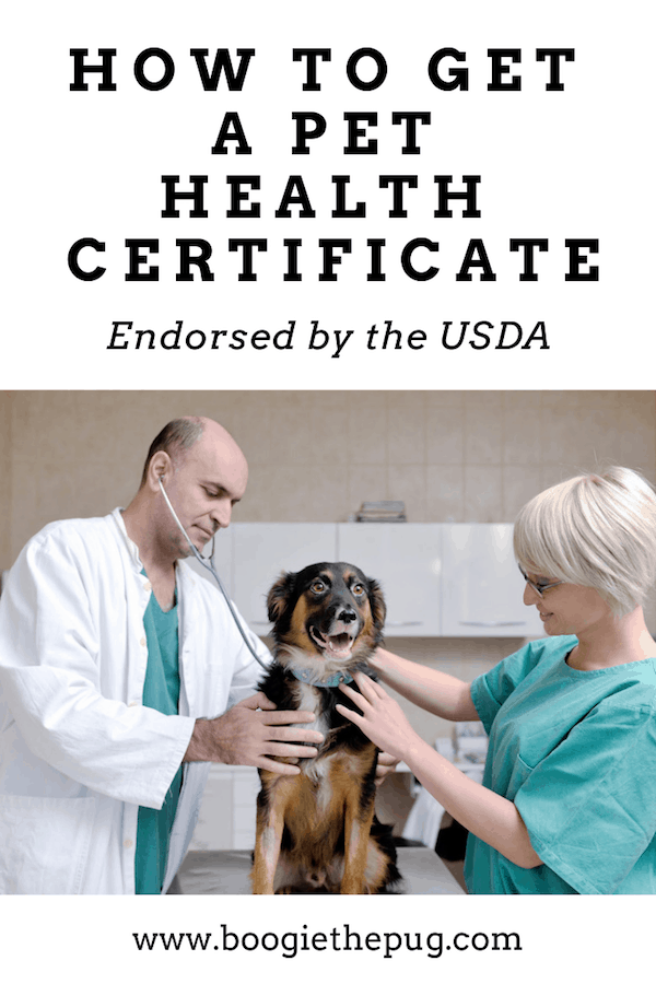 How to Get a Pet Health Certificate Endorsed by the USDA Boogie the Pug