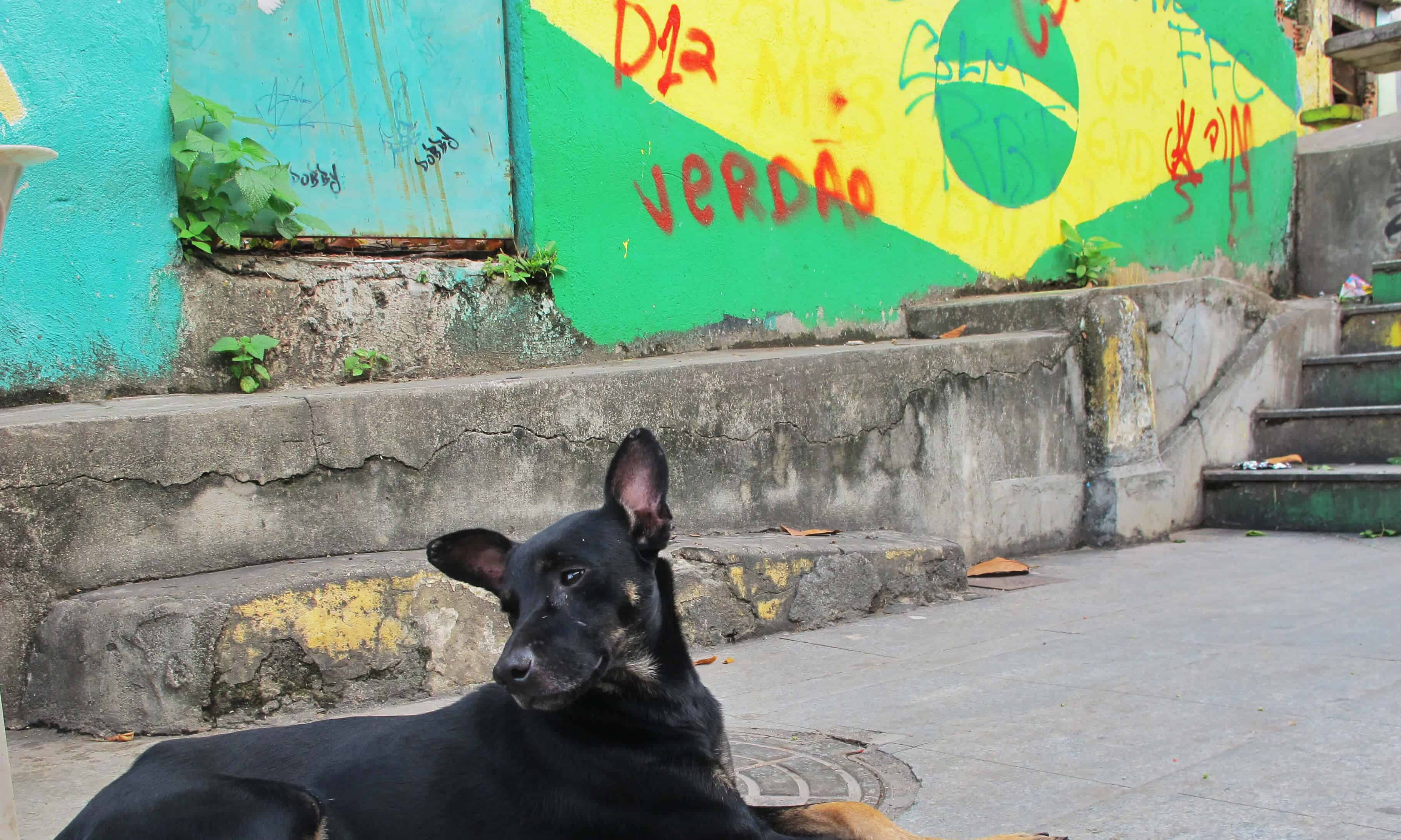 Flying to Brazil with Dogs A Step by Step Guide Boogie the Pug