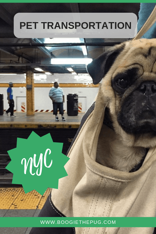 A Guide to DogFriendly Transportation in New York City Boogie the Pug