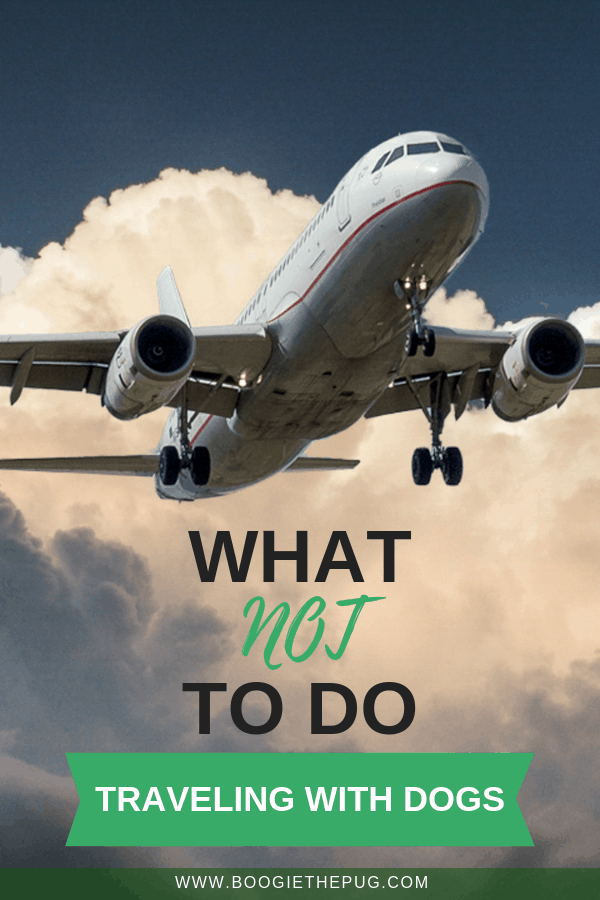 Can Dogs Go On Long Haul Flights