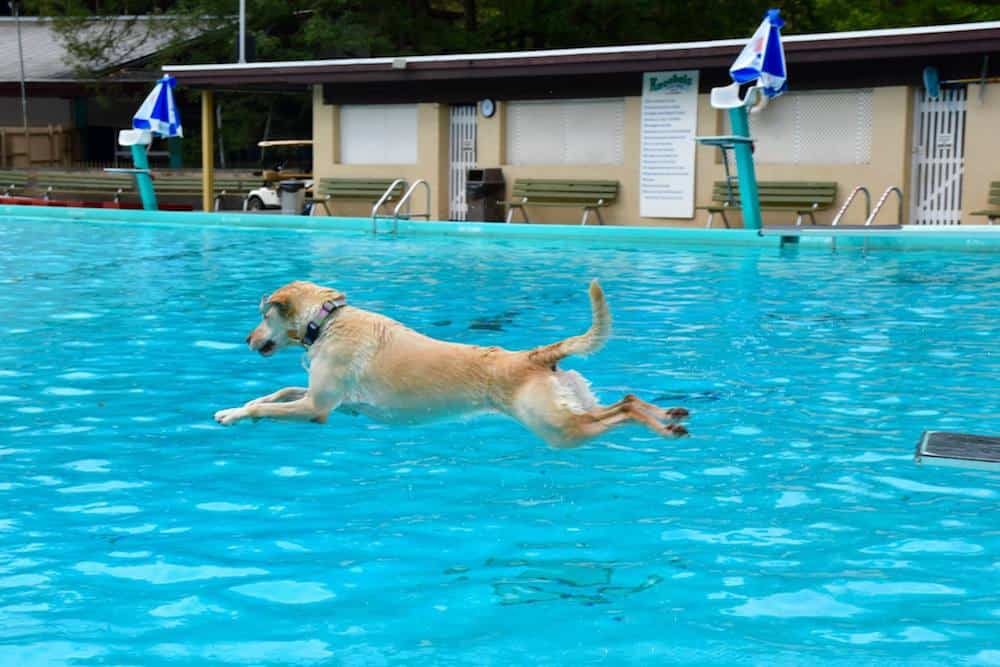 Where Can Dogs Swim In Nyc
