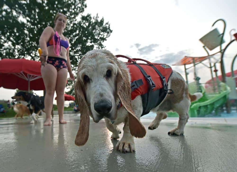 Where Can Dogs Swim In Nyc