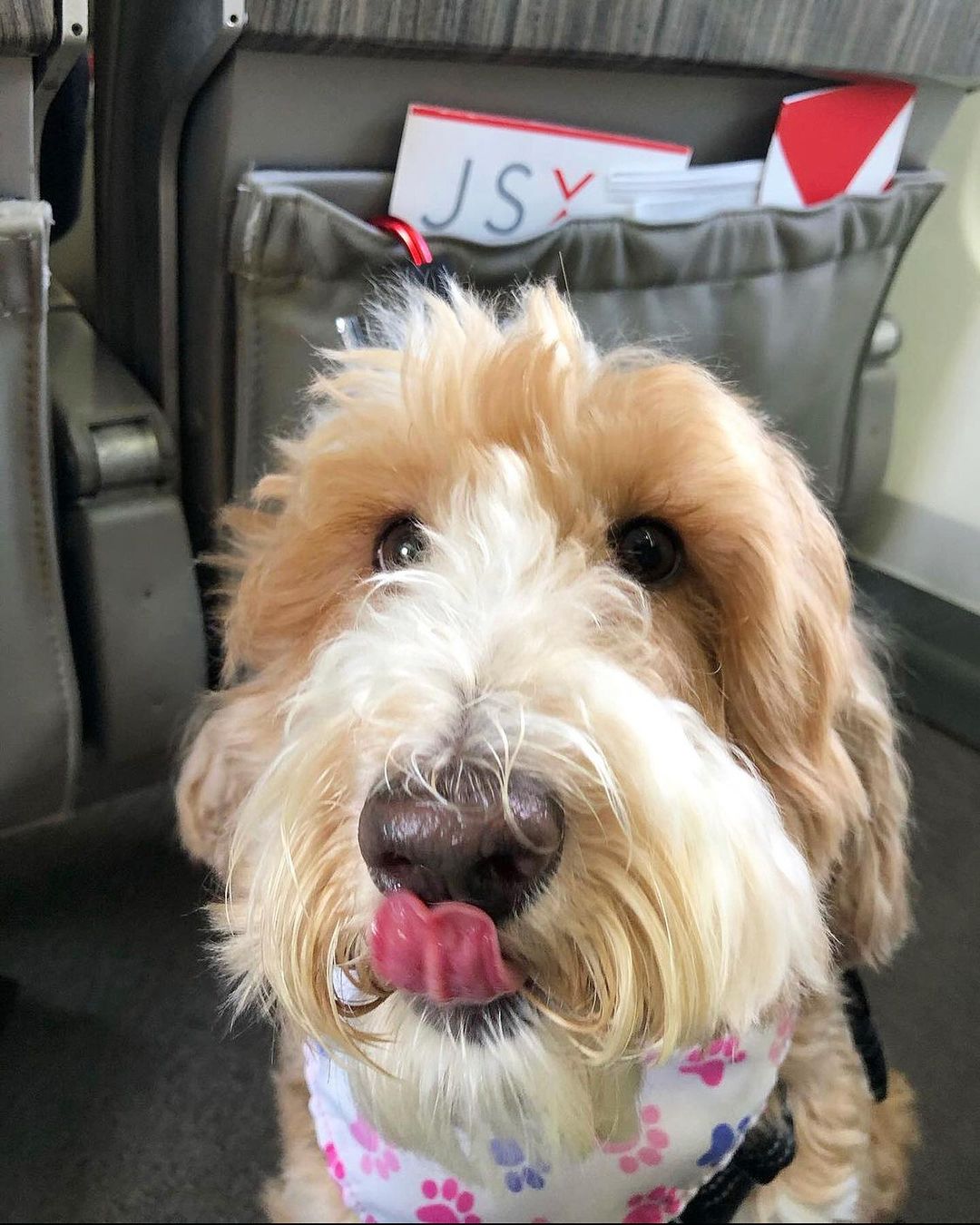 Airlines That Allow Big Dogs in Cabin Boogie the Pug