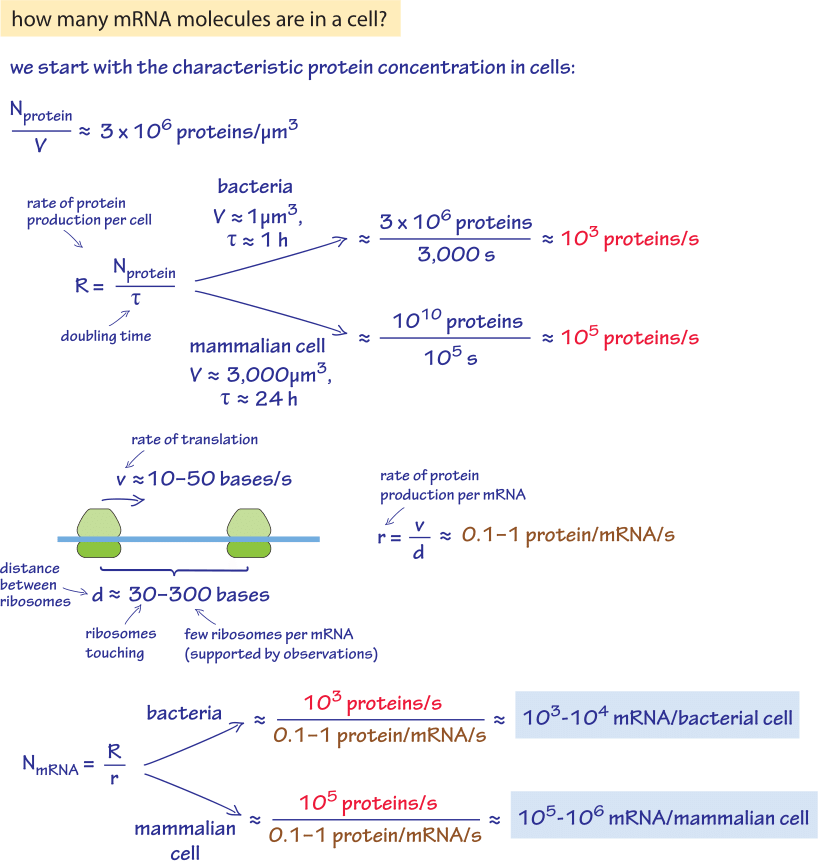 » How many mRNAs are in a cell?