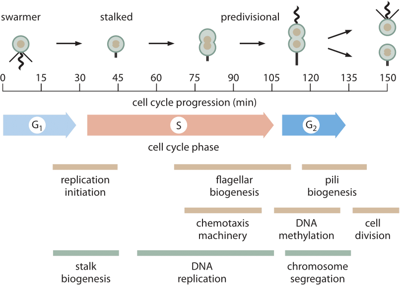 » How big is the “average” protein? Cell Biology by.
