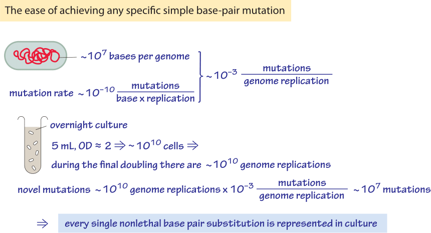 » What is the mutation rate during genome replication?