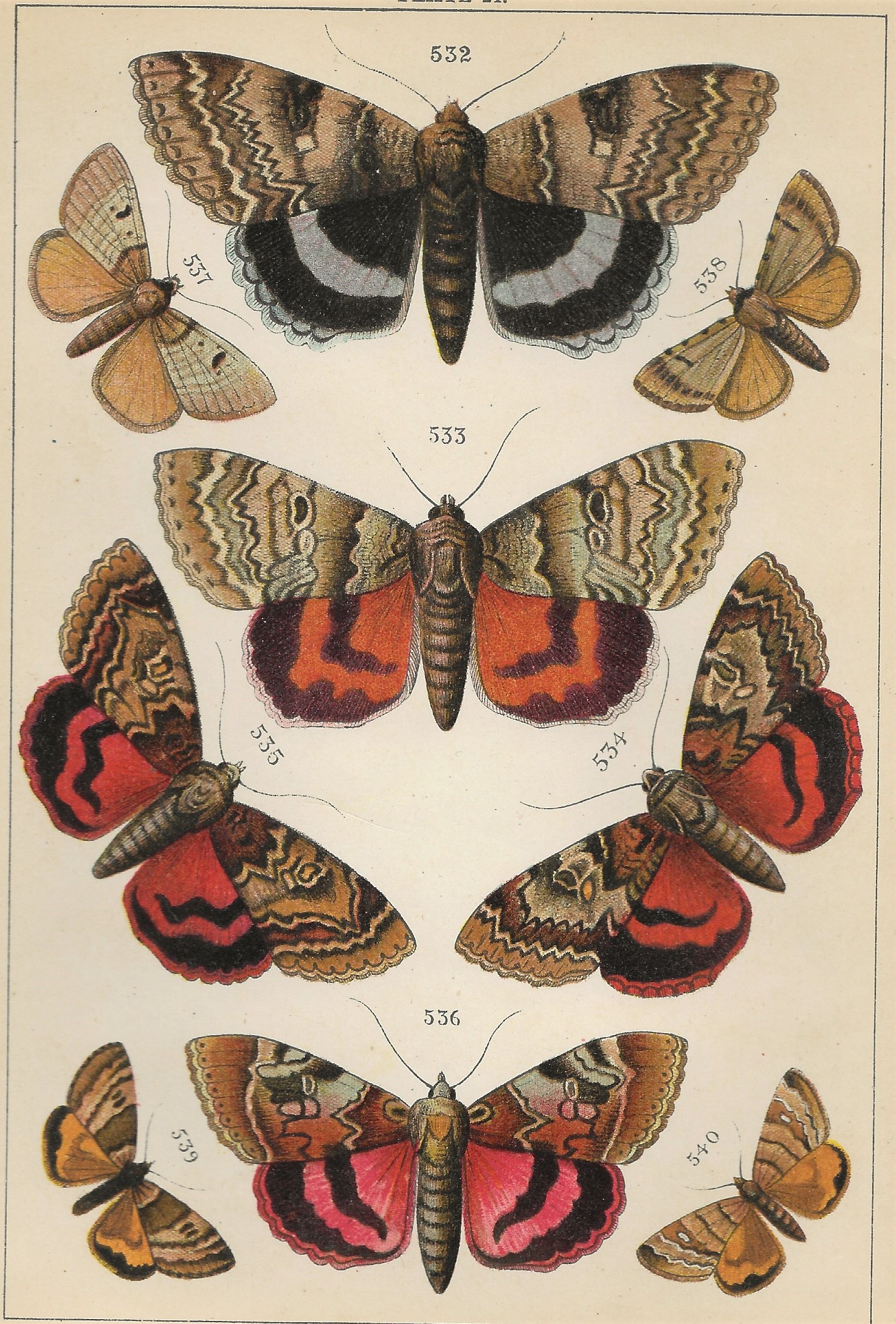 Scans Vintage Butterflies & Moths 1895 Book and Paper Arts