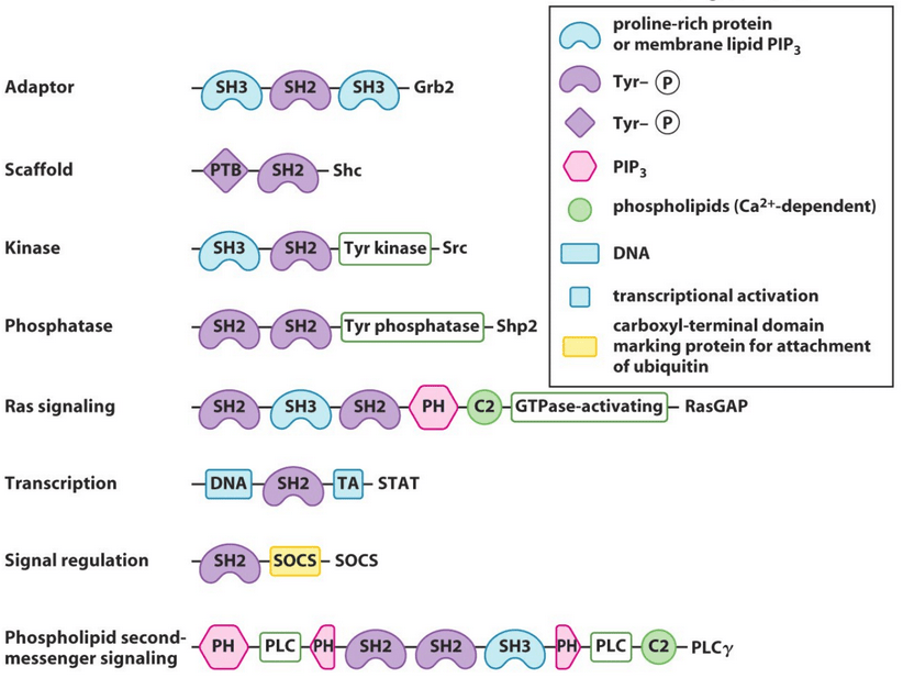 4.2 Functional Domains and Symmetry BS1005 / CM1051 Biochemistry I