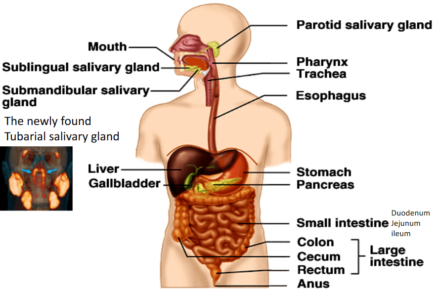 Chapter 7 Digestive System BS2001 Physiology