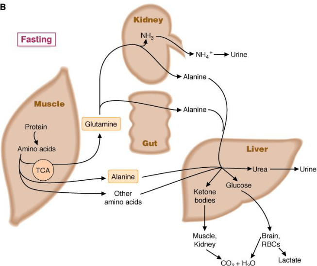 Chapter 11 Amino Acid Metabolism BS2003 Biochemistry II
