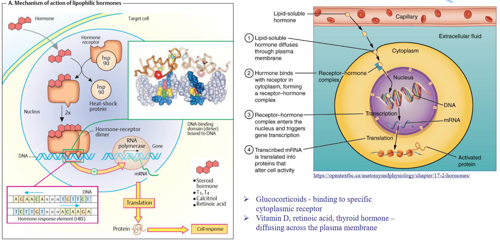 Chapter 13 Communications BS2003 Biochemistry II
