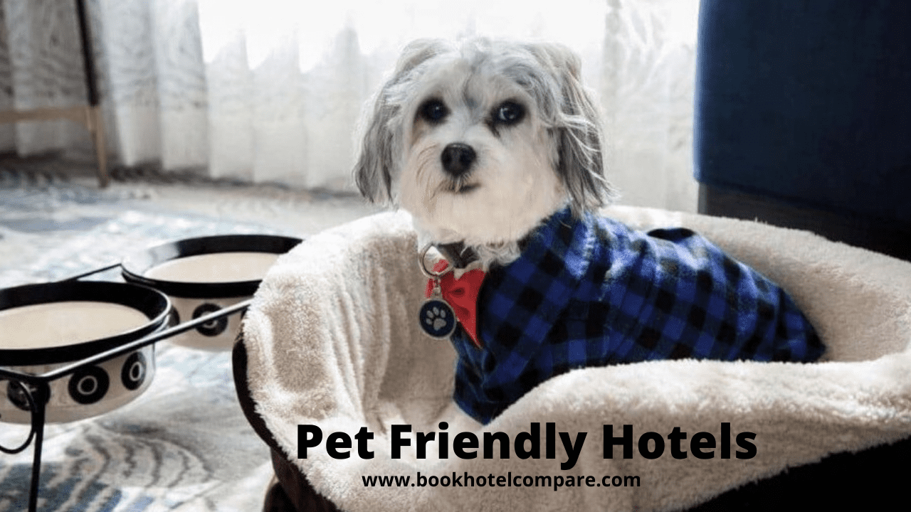 Top Low Cost Pet Friendly Hotels Near Me in USA Upto 80 Off