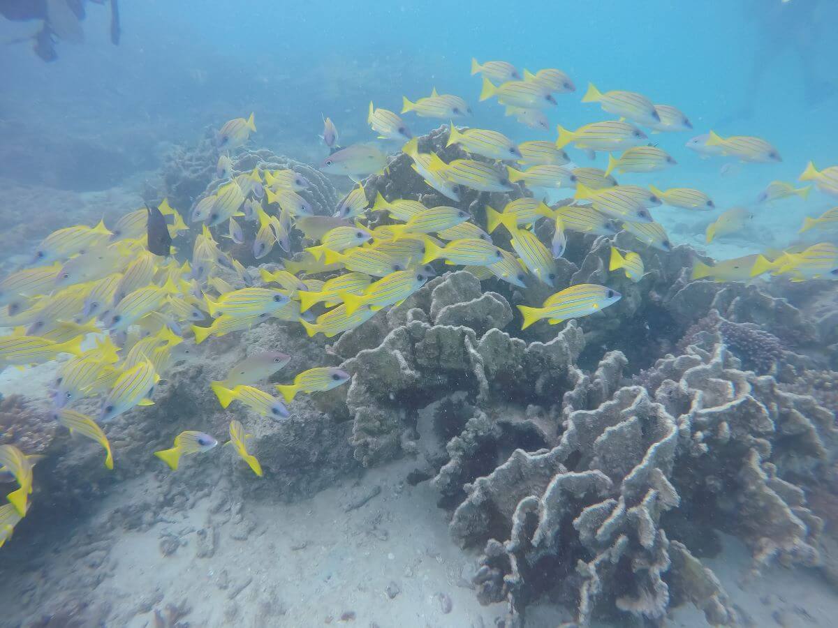 Diving in Kenya, an Incredible Dolphin Dhow Safari
