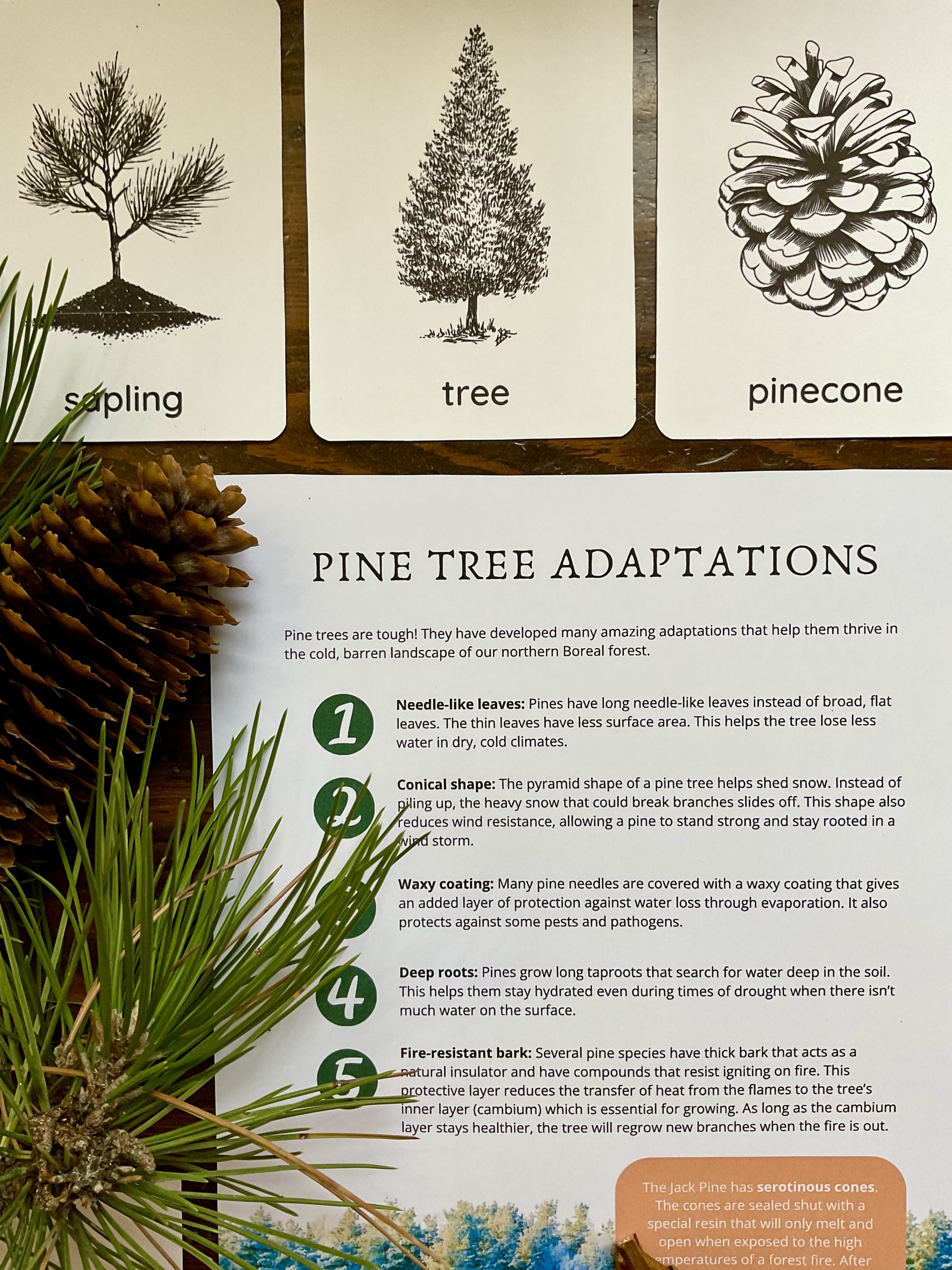 Pine Looking Glass Nature Study - Books and Willows