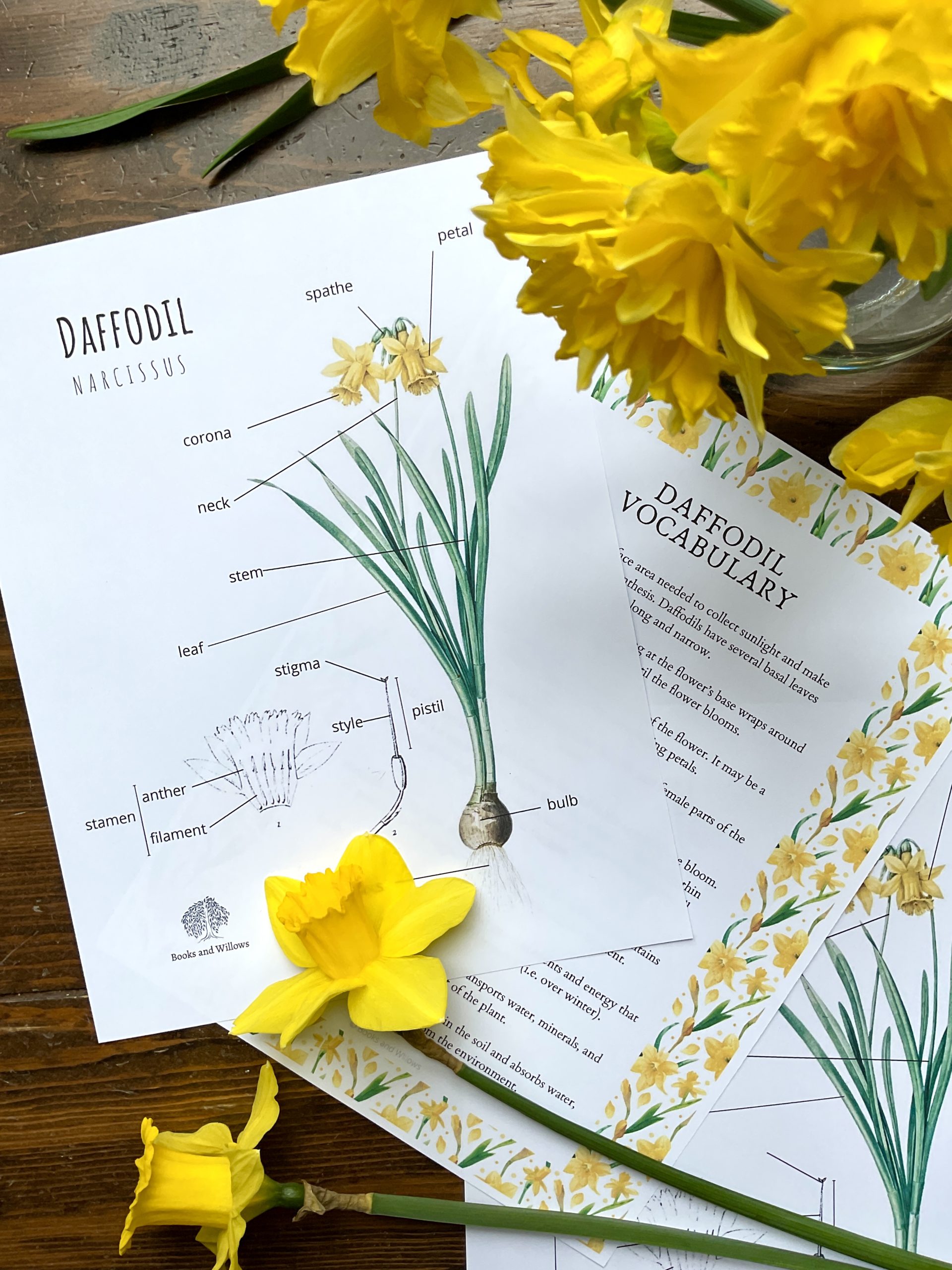 Daffodil Dissection Exploring Flower Anatomy Books and Willows