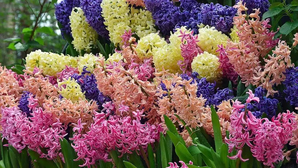The Symbolism of Flowers in Literature Over Time Bookstr