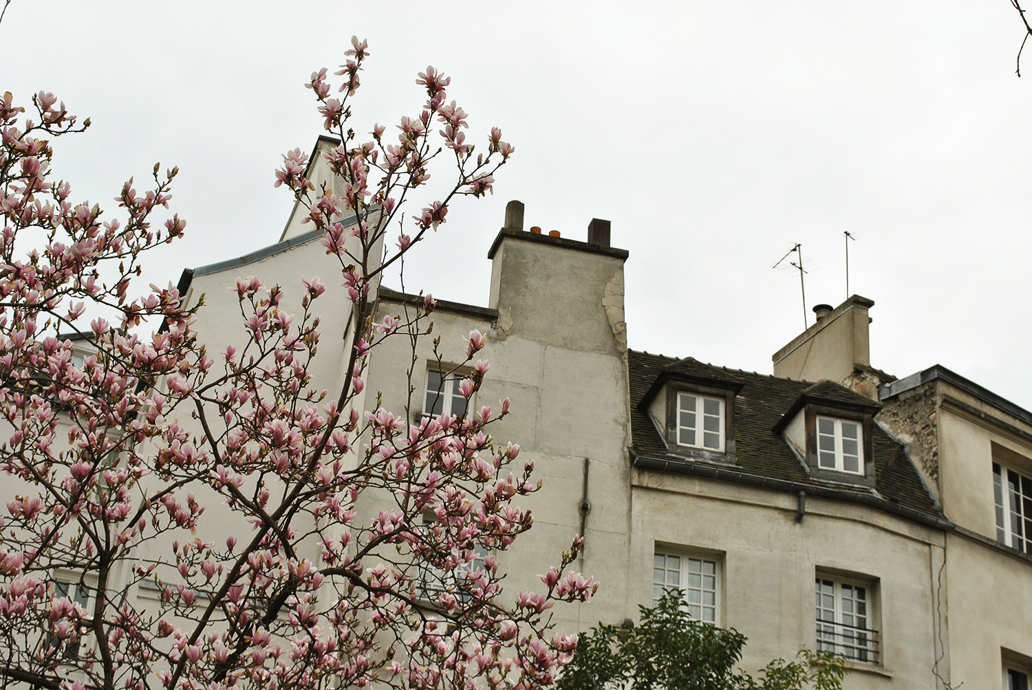 The Guest Cat – Bookswept