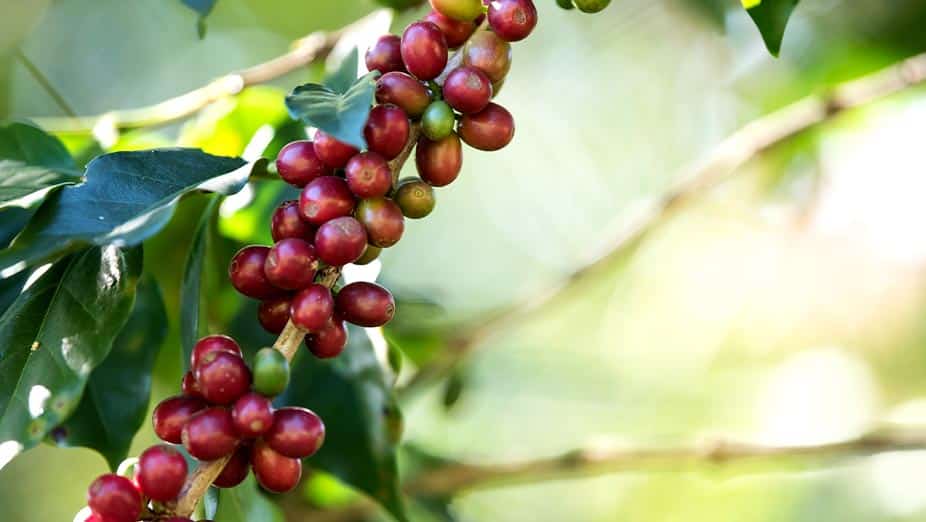 Coffee Farms in Costa Rica •