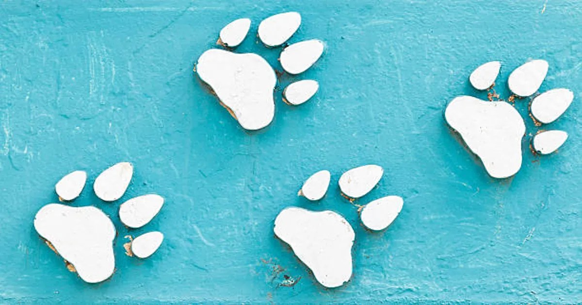 the paw print Paw Prints Meaning, Symbolism, Uses and Cultural Value