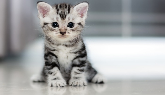 Mengenal Muezza, Si Kucing Kesayangan Rasulullah SAW yang