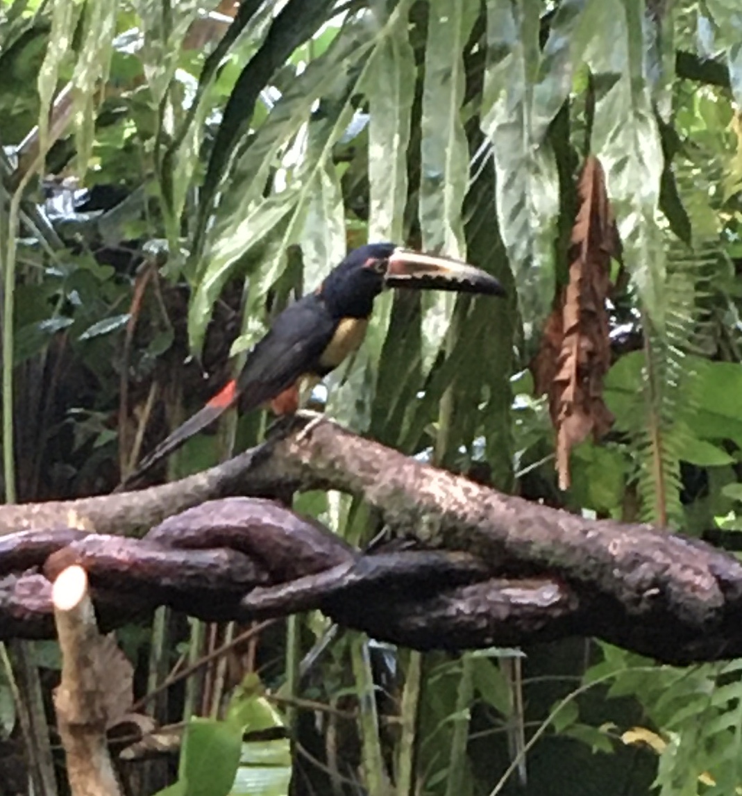 Travel Costa Rica Life among the Ticos Boomerrang Blog