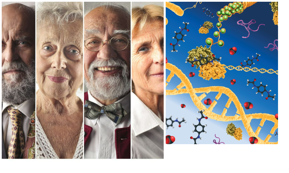 & Aging DNA Breakage & Repair Effects Boomers Daily