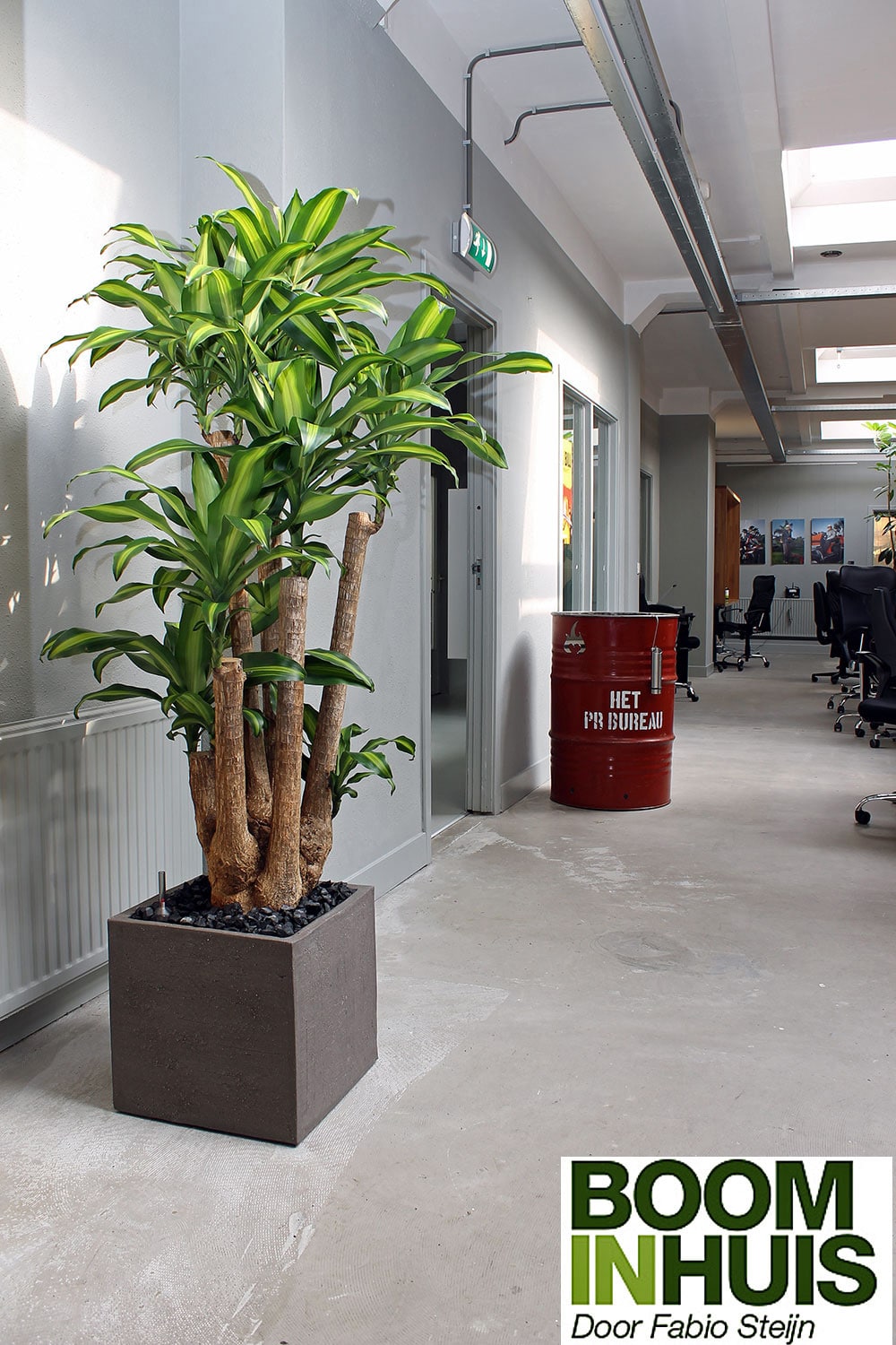 BoomInKantoor Bomen, Plantenbakken & kamerplanten online kopen