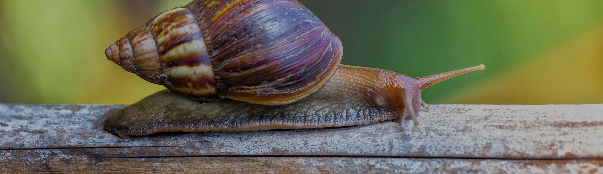 Snails and Slugs Boom Pest Control