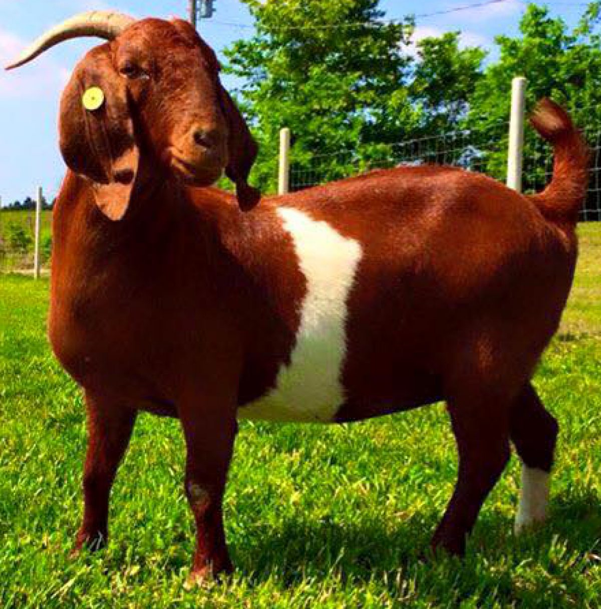 Boone Hall Boer Goat Farm