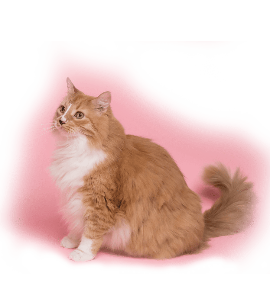 Boop Cat Grooming Mobile Cat Grooming Dubai Boop