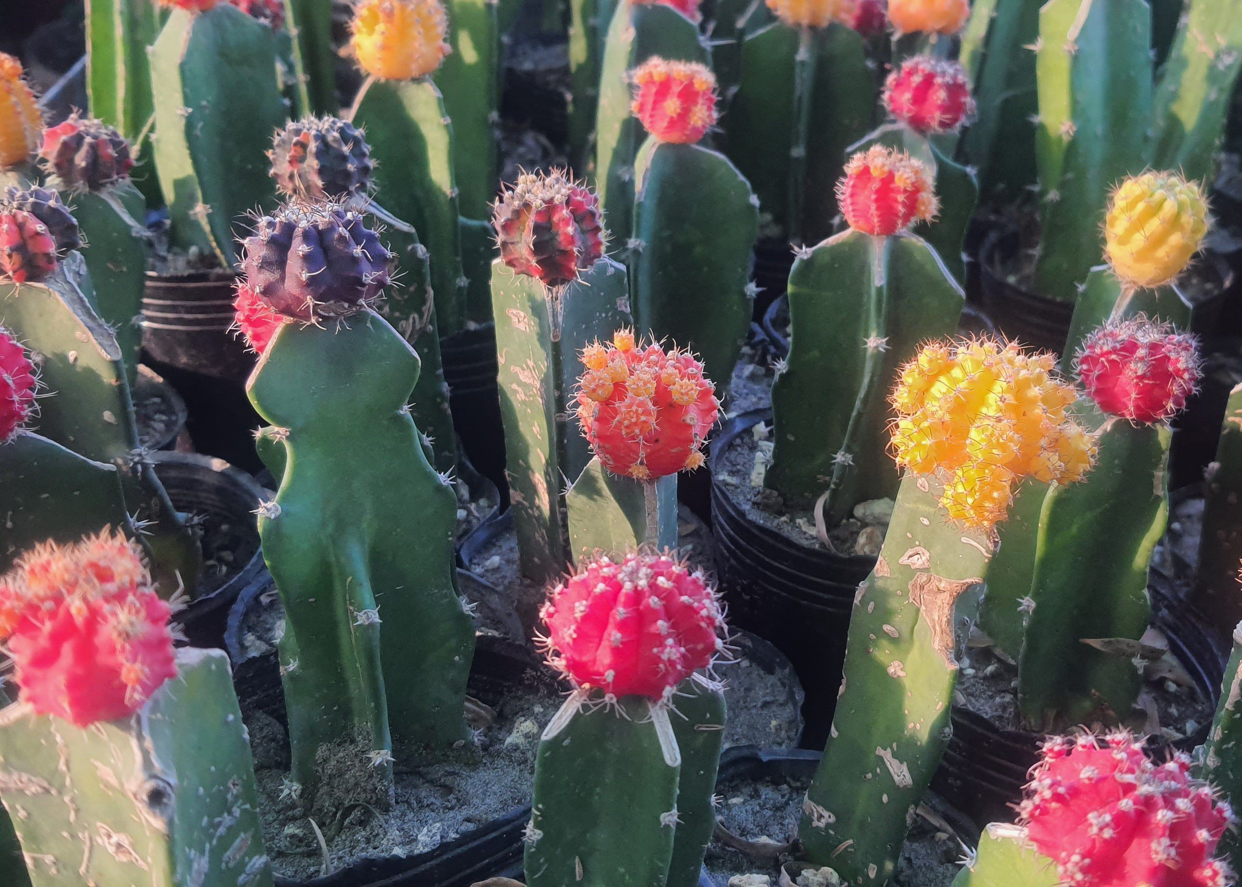 Moon Cactus (Multi Shade), Grafted Cactus Boota.pk