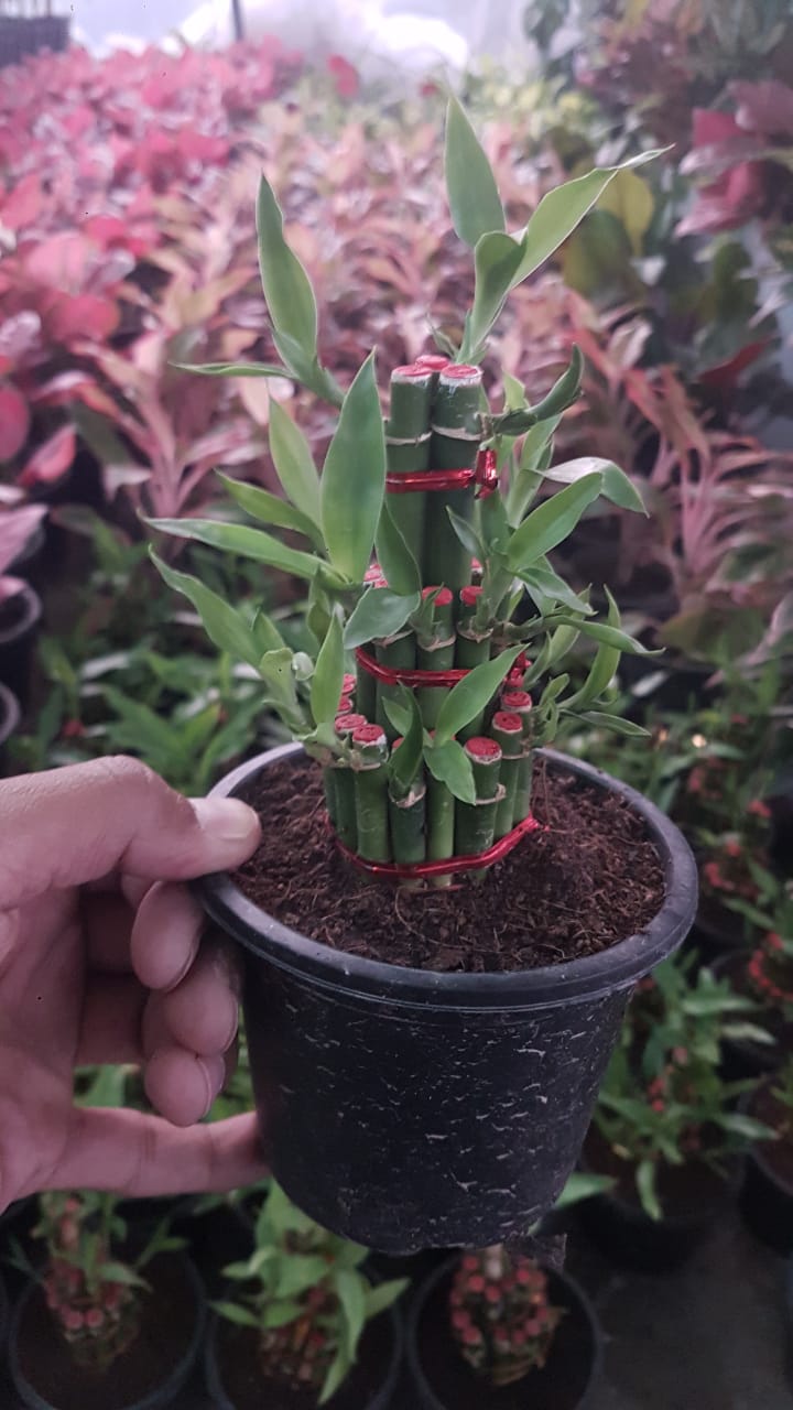 Lucky Bamboo Boota.pk