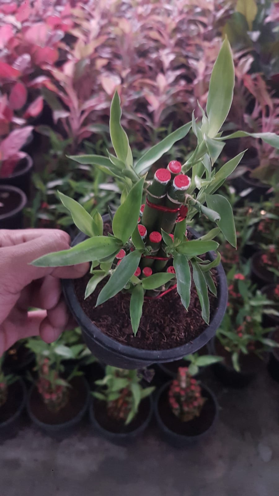 Lucky Bamboo Boota.pk