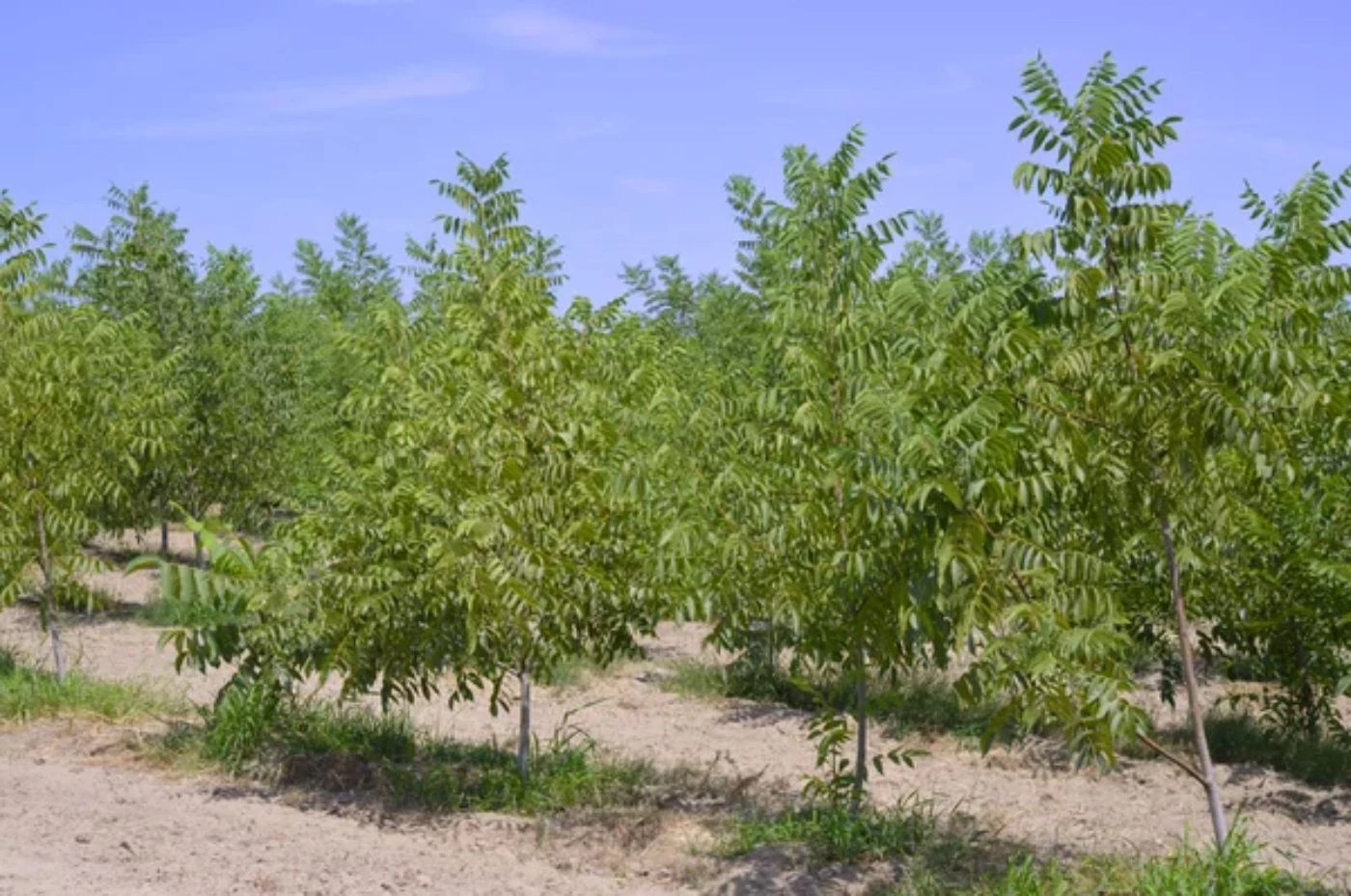 35 Most Common Nut Trees Types (with Pictures to Identify) 🐝