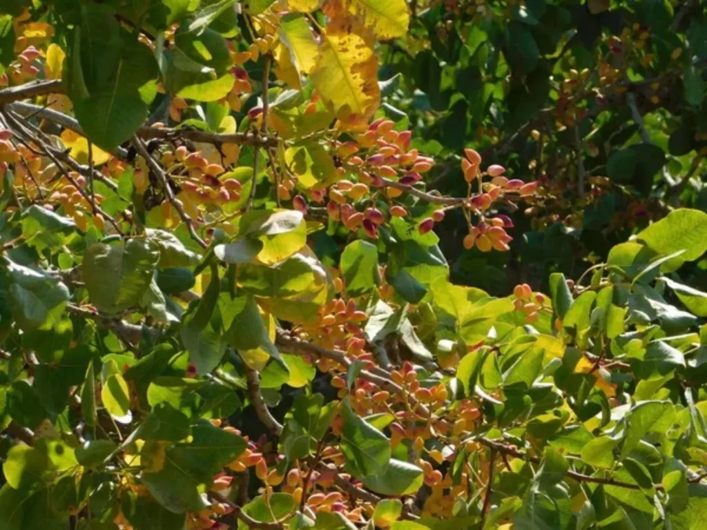 What's the Average Pistachio Yield per Tree? 🐝