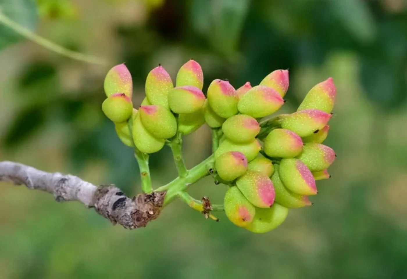 What's the Average Pistachio Yield per Tree? 🐝