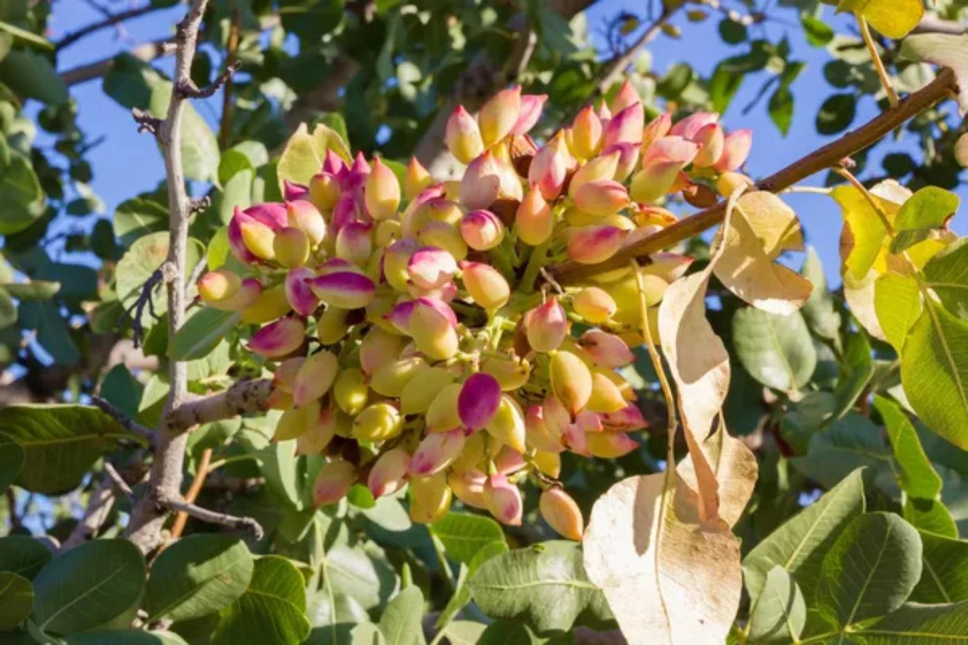 What's the Average Pistachio Yield per Tree? 🐝