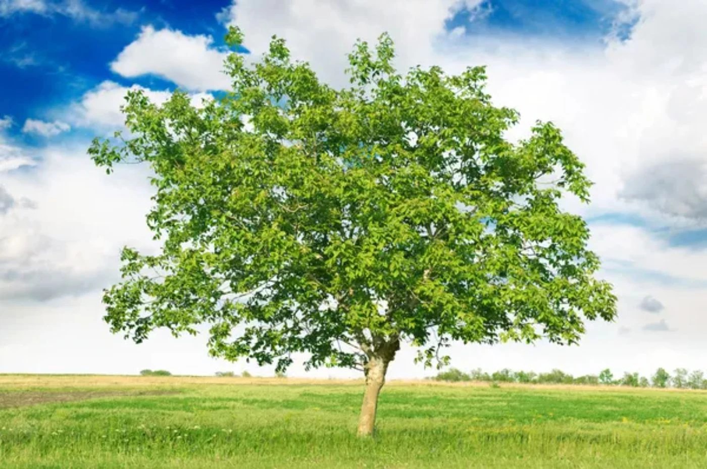 How Many Walnut Trees Should You Plant Per Acre? 🐝