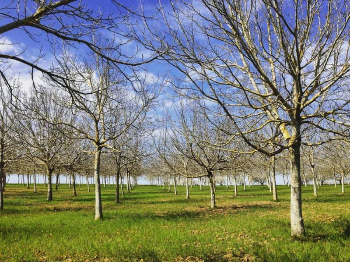 How Many Walnut Trees Should You Plant Per Acre? 🐝