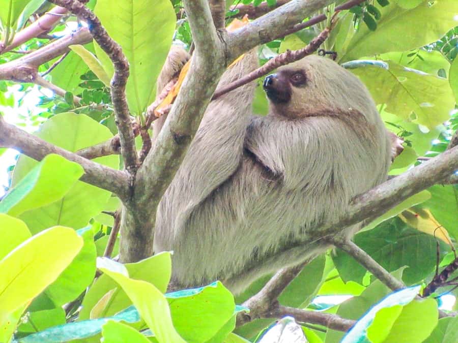 Things to do in Manuel Antonio National Park in Costa Rica