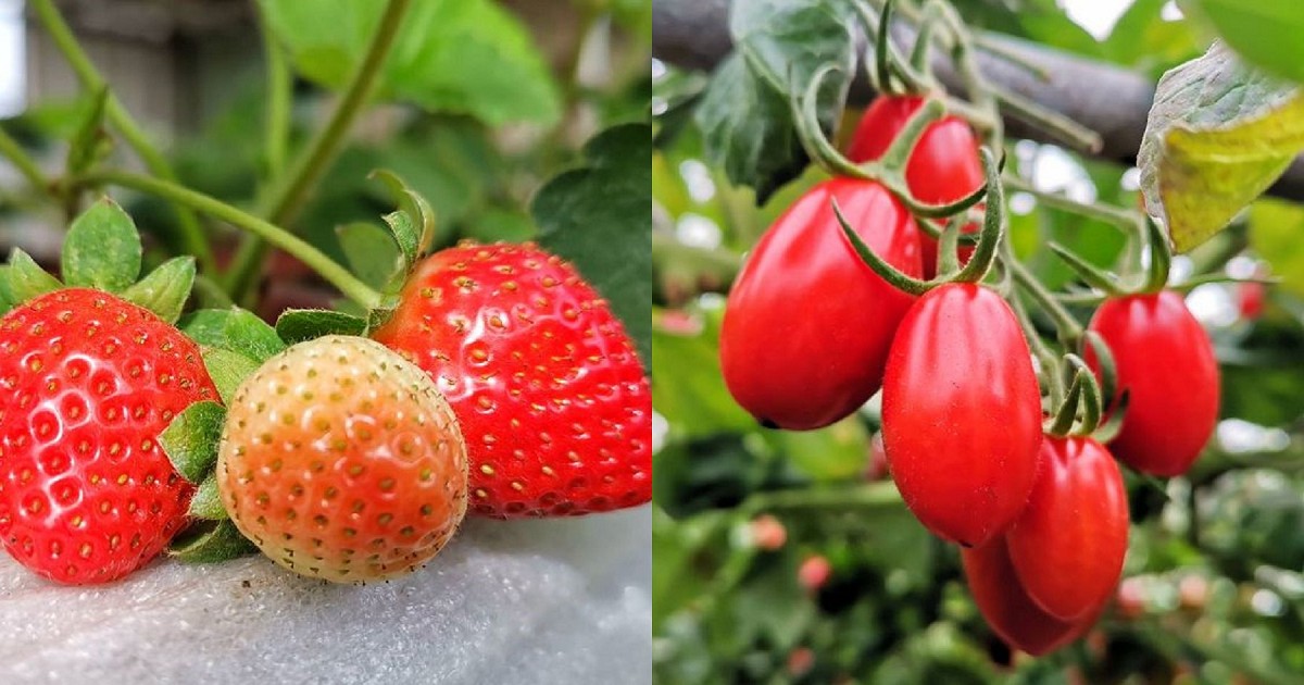 親子共遊採果樂。無毒草莓園｜鹽地番茄園｜樂咖蚯蚓有雞農場