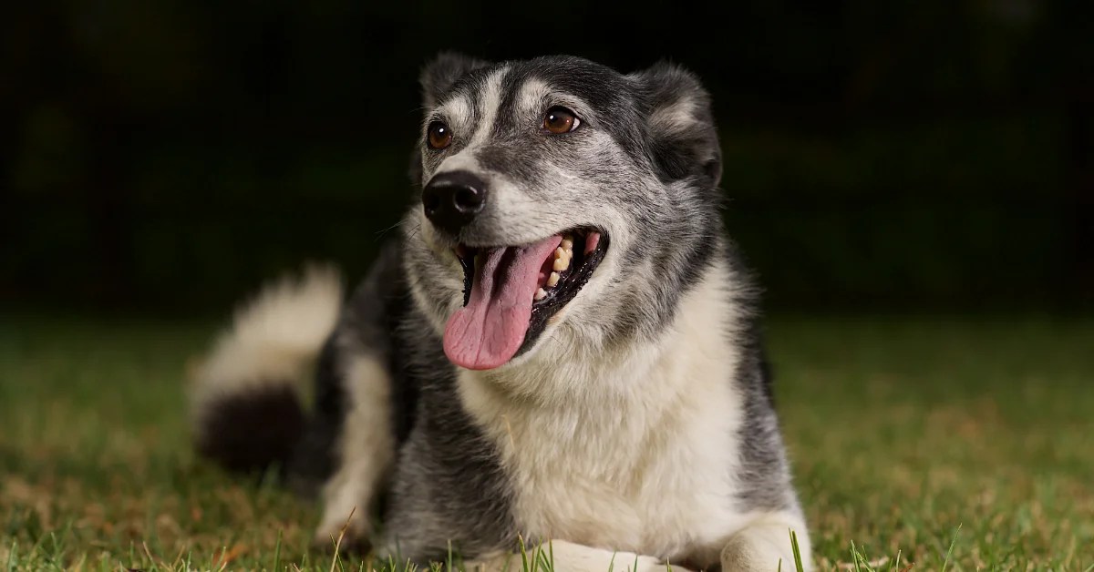 Border Collie Rescue Dogs 15 Things To Know Before Adopting Border
