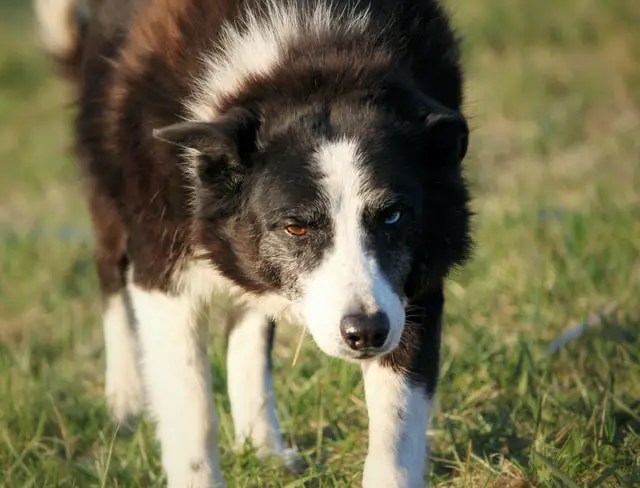 Life Expectancy of a Border Collie What You Need to Know
