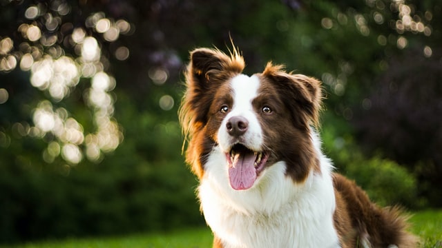 Life Expectancy of a Border Collie What You Need to Know