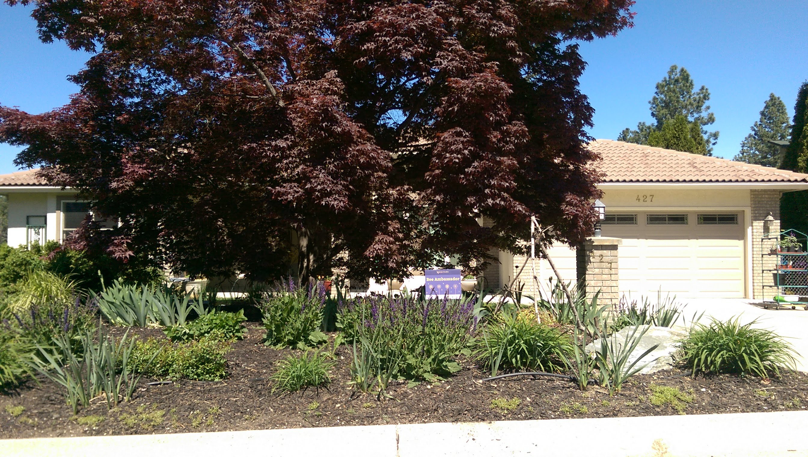 Kelowna Bee Ambassador Project Border Free Bees