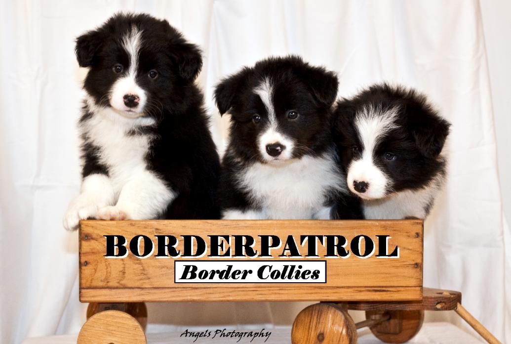 BORDER PATROL BORDER COLLIES Everything about Border Collies