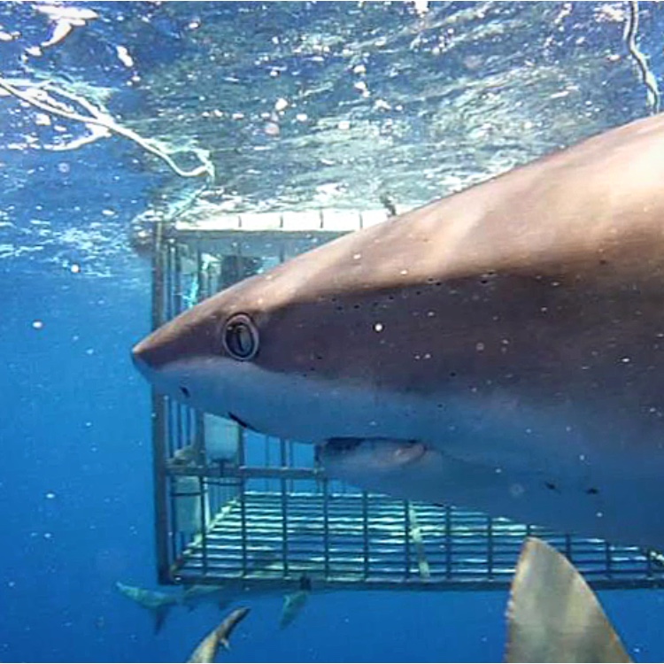 Swimming with Sharks on Oahu Borders & Bucket Lists