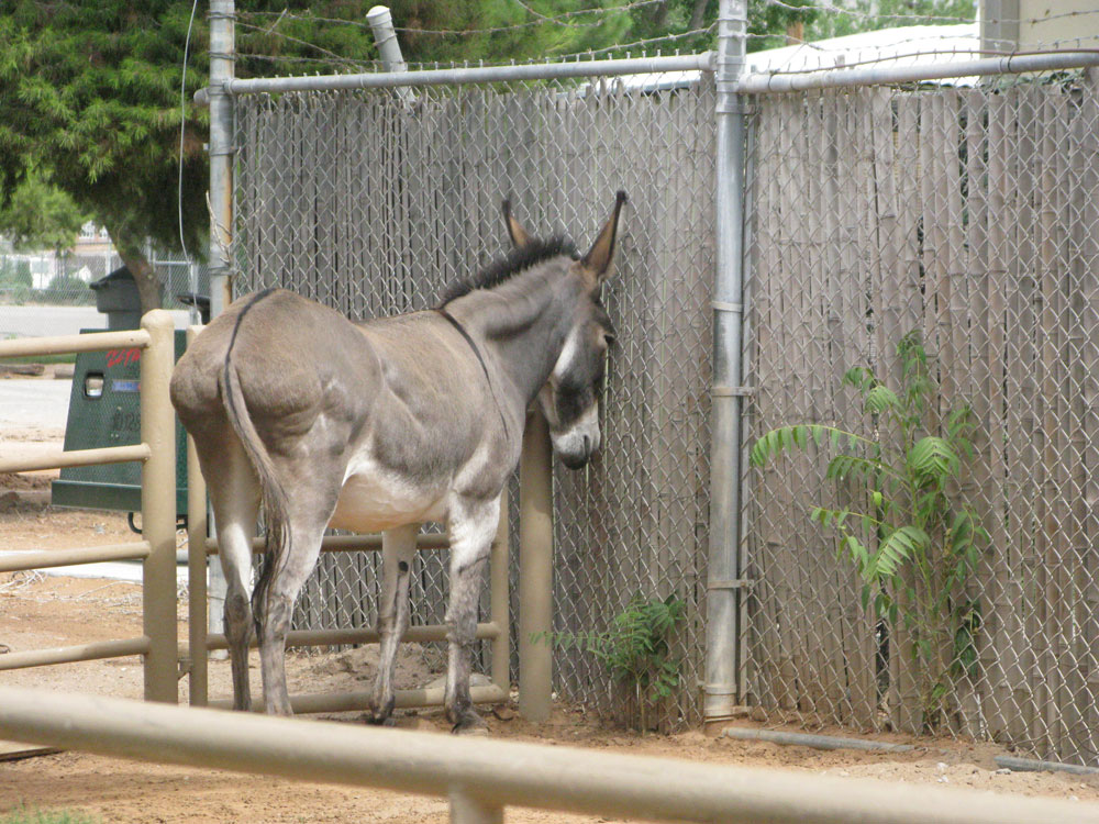 The rights of animals in captivity