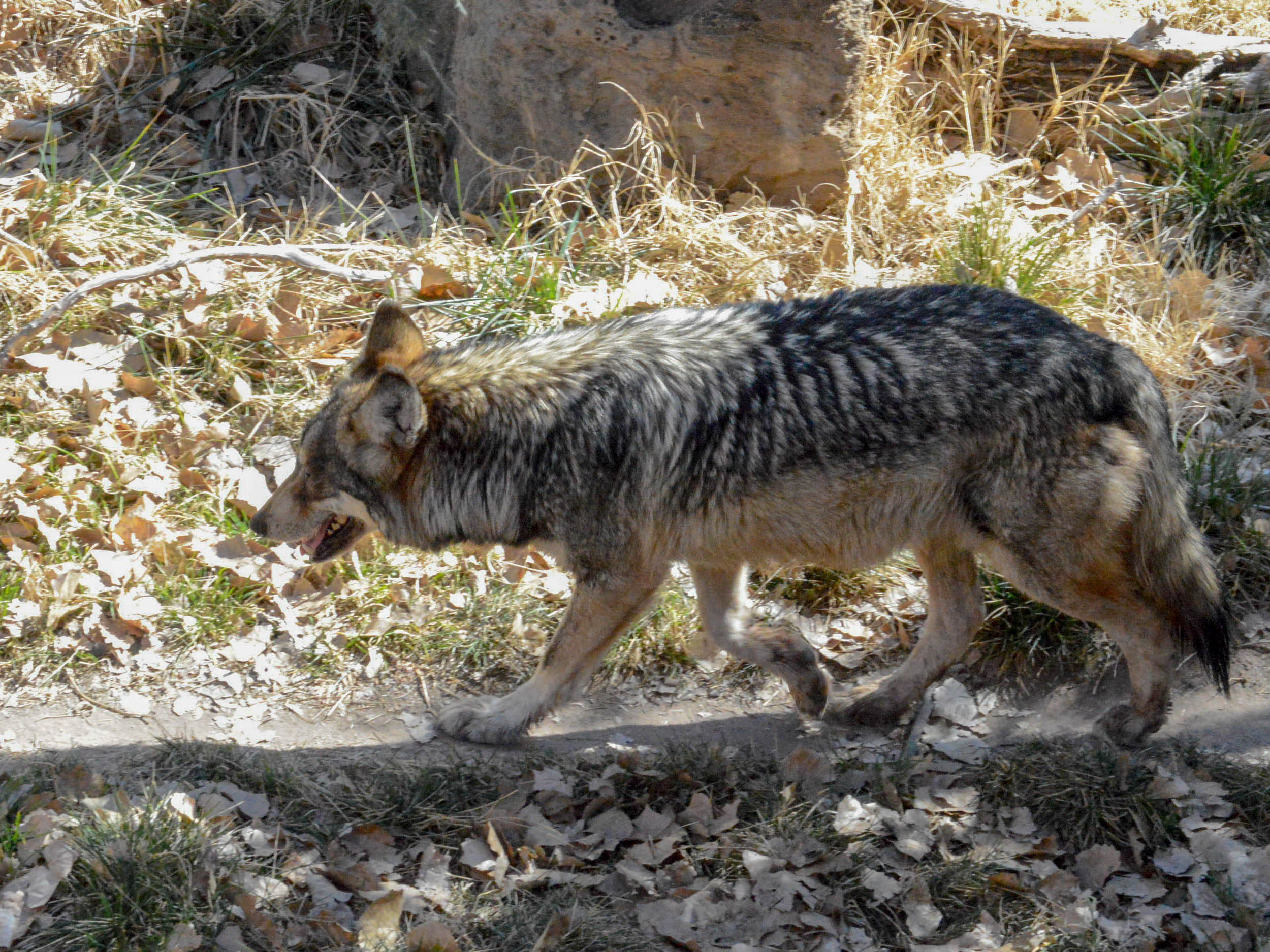 Mexican Gray Wolf slowly making its way back to Texas Borderzine
