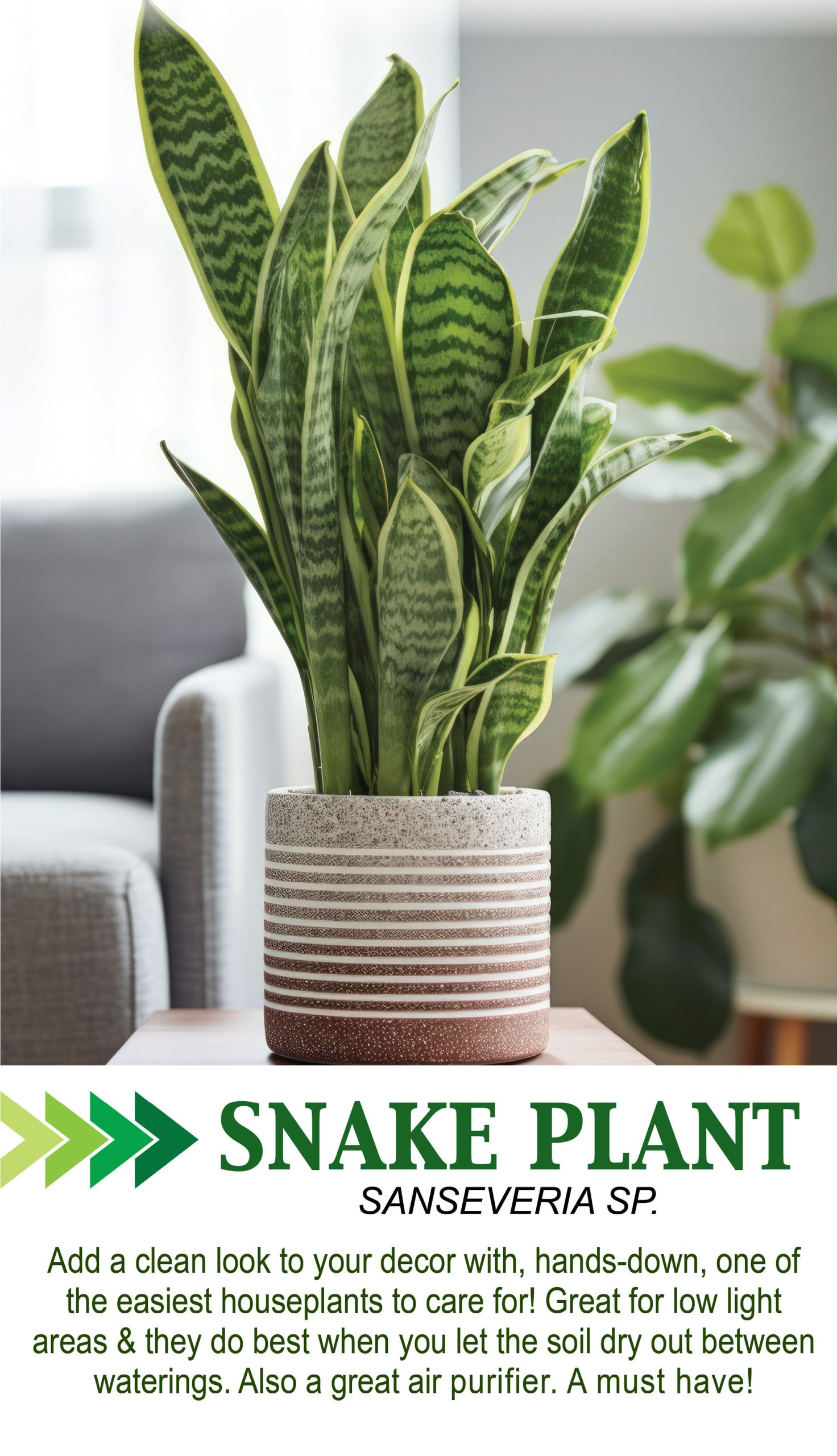 Low Maintenance Houseplants!
